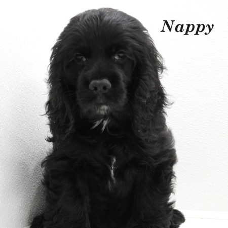 puppy, for, sale, Cocker Spaniel, Joe & Cherri  Overlease, dog, breeder, Miller, MO, dog-breeder, puppy-for-sale, forsale, nearby, find, puppyfind, locator, puppylocator, aca